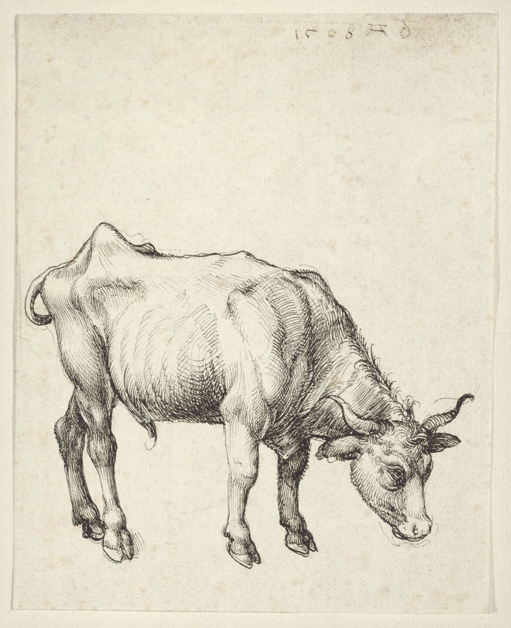 Jeune taureau - Albrecht Dürer