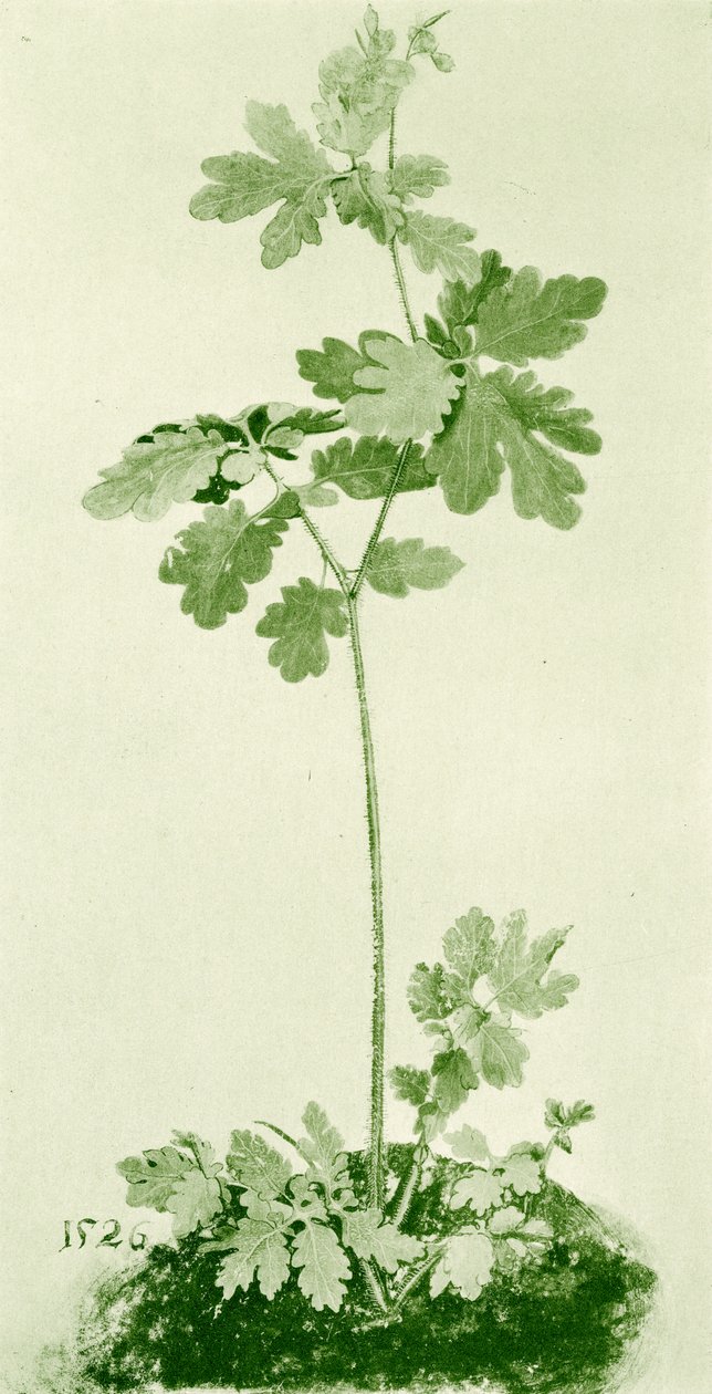 Celandine - Albrecht Dürer