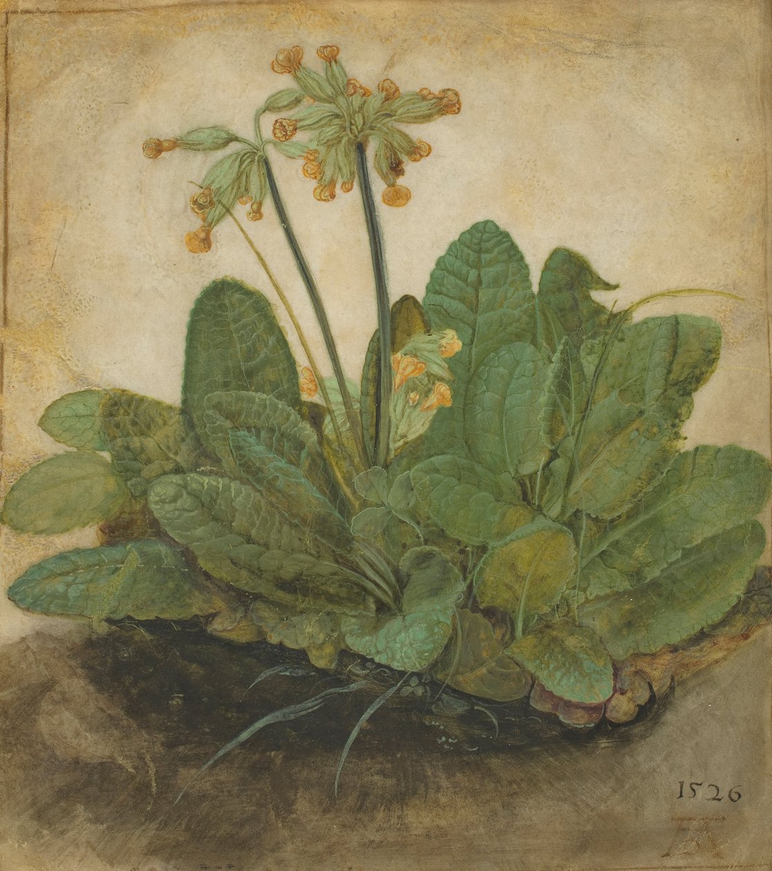 Touffe de primevères, 1526 - Albrecht Dürer