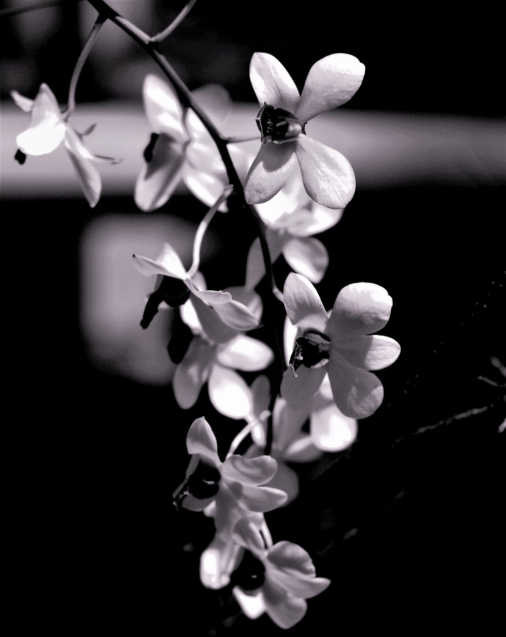 Bouquet - Alex Caminker
