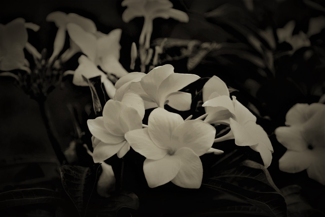 Décorations, 2019 - Alex Caminker