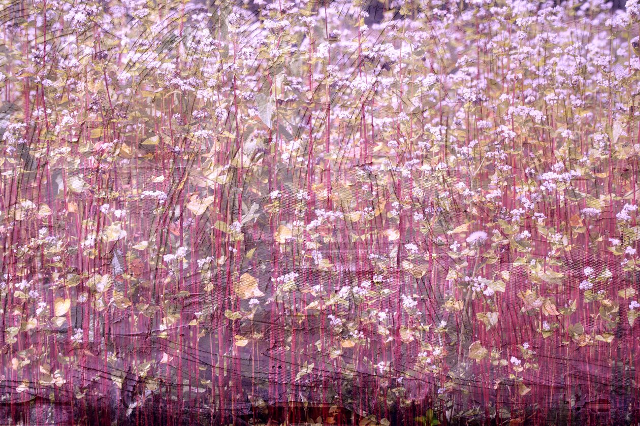 Tapis naturel, 2019 - Alex Caminker
