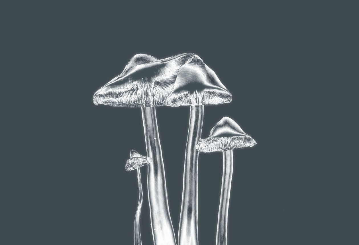 Champignons argentés - Alex Caminker