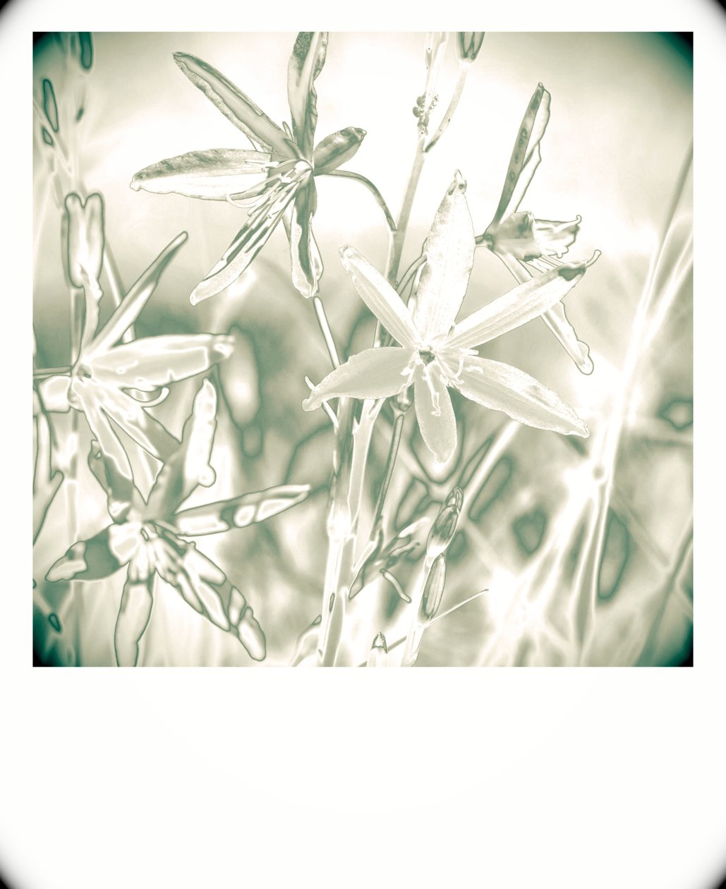 Plantes argentées - Alex Caminker
