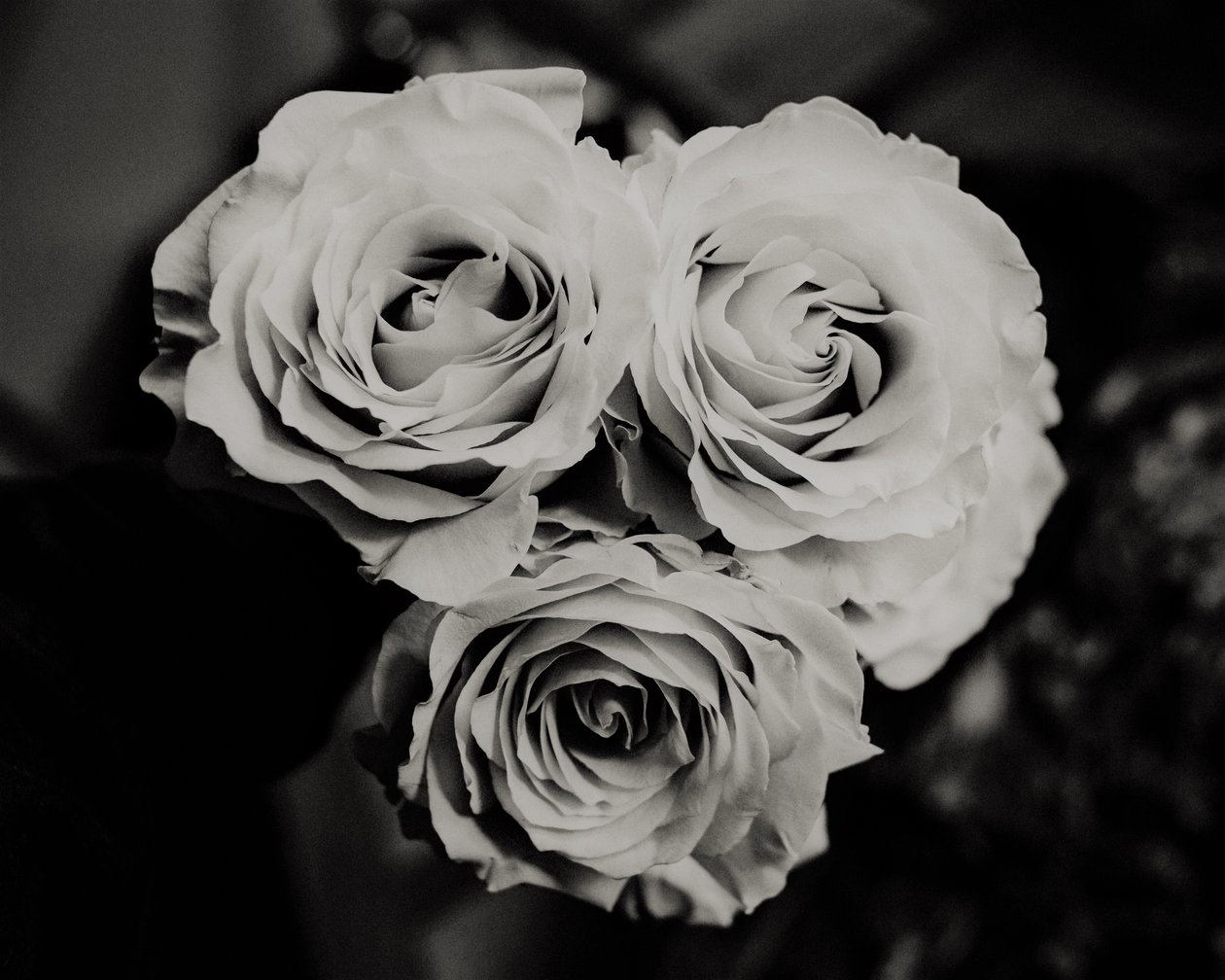 trois roses, 2019 - Alex Caminker