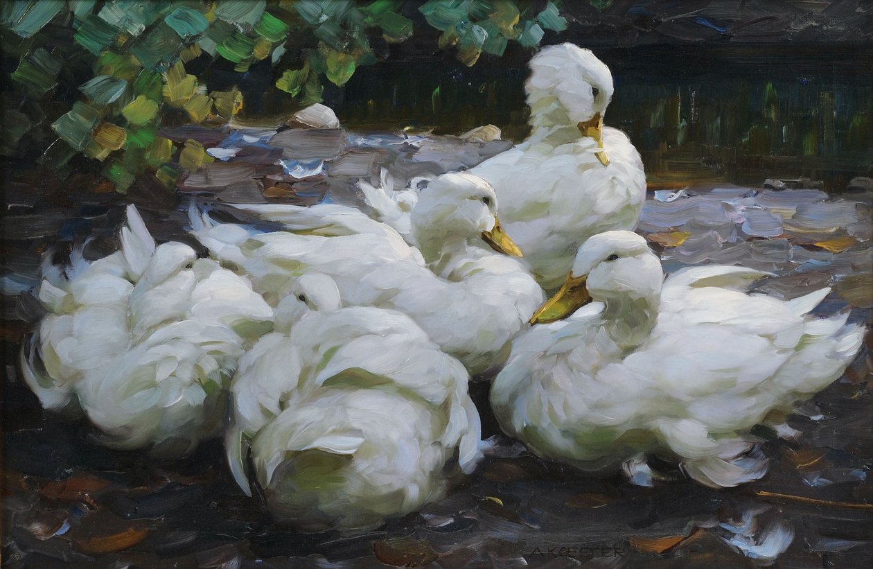 Cinq canards blancs au repos - Alexander Koester