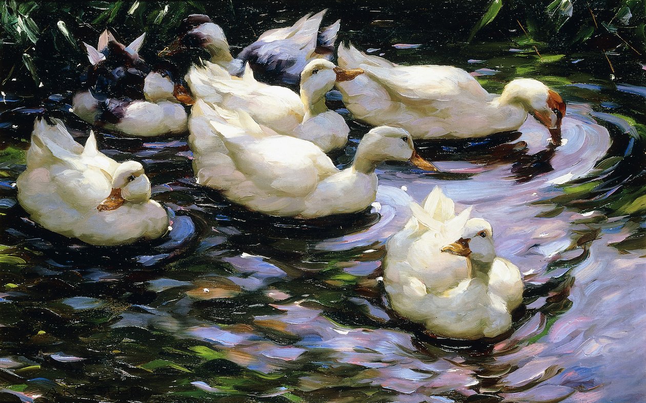 Canards nageant dans un lac ensoleillé - Alexander Koester