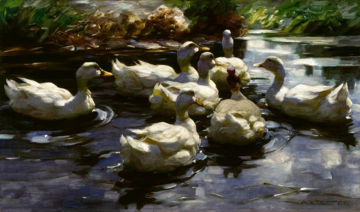 Canards dans l