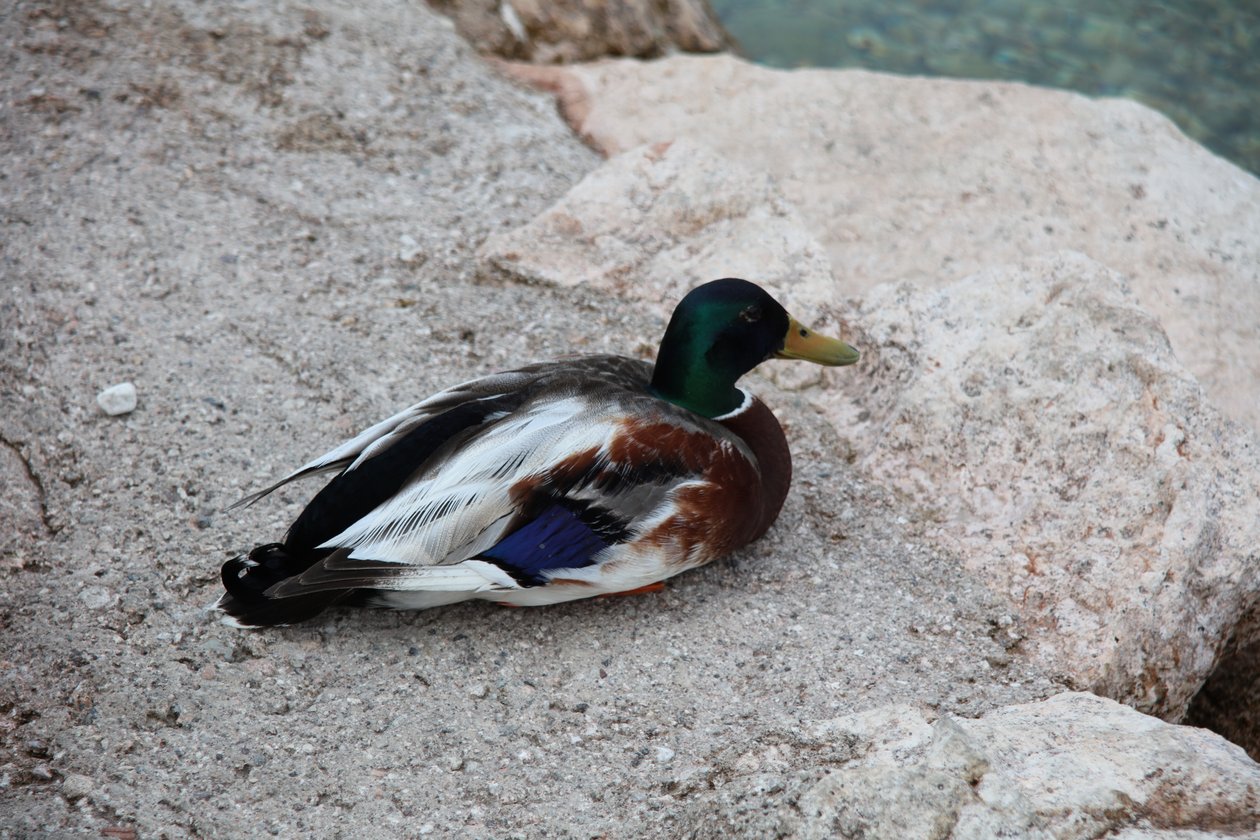 le canard - Alexandra Joseph