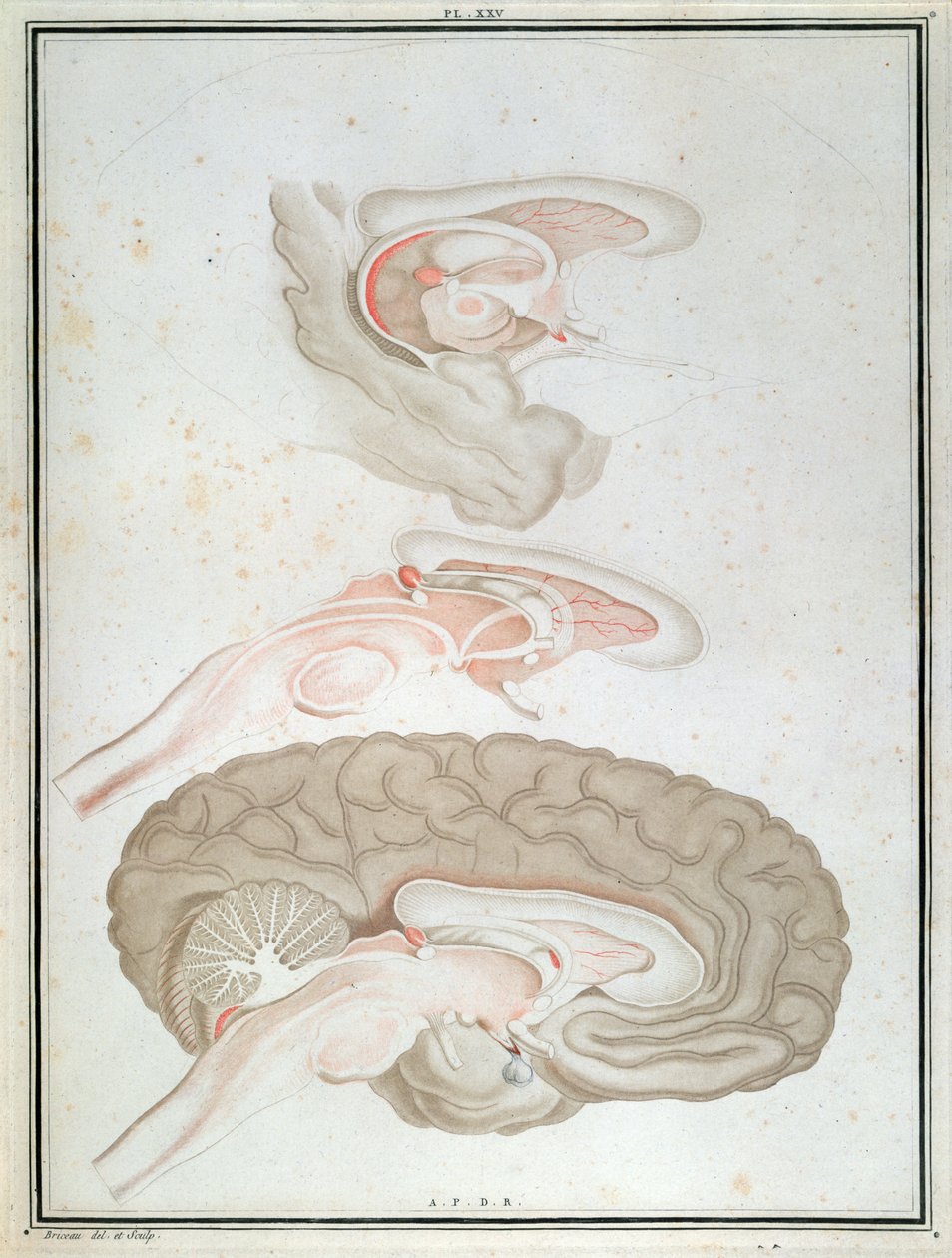 Coupe transversale du cerveau, de 