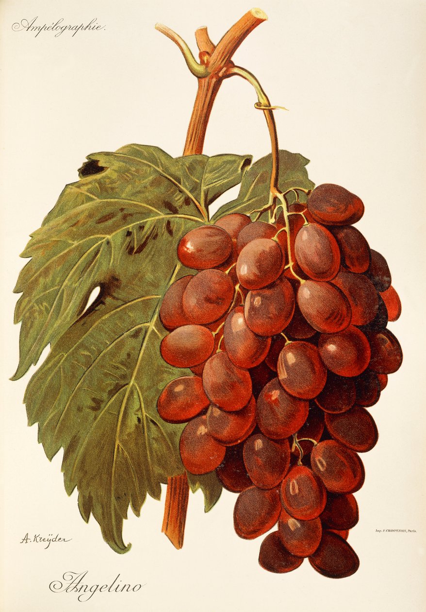 Raisin Angelino - Alexis Kreyder
