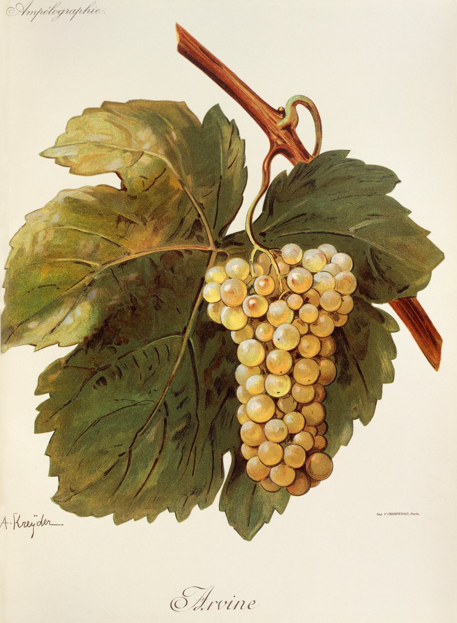 Arvine - Alexis Kreyder