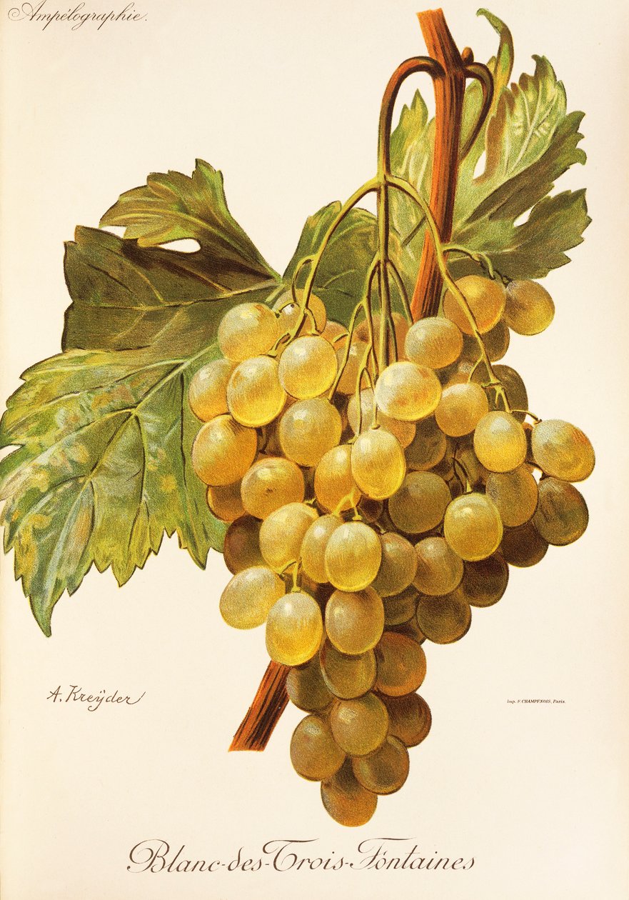 Blanc-des-Trois-Fontaines - Alexis Kreyder