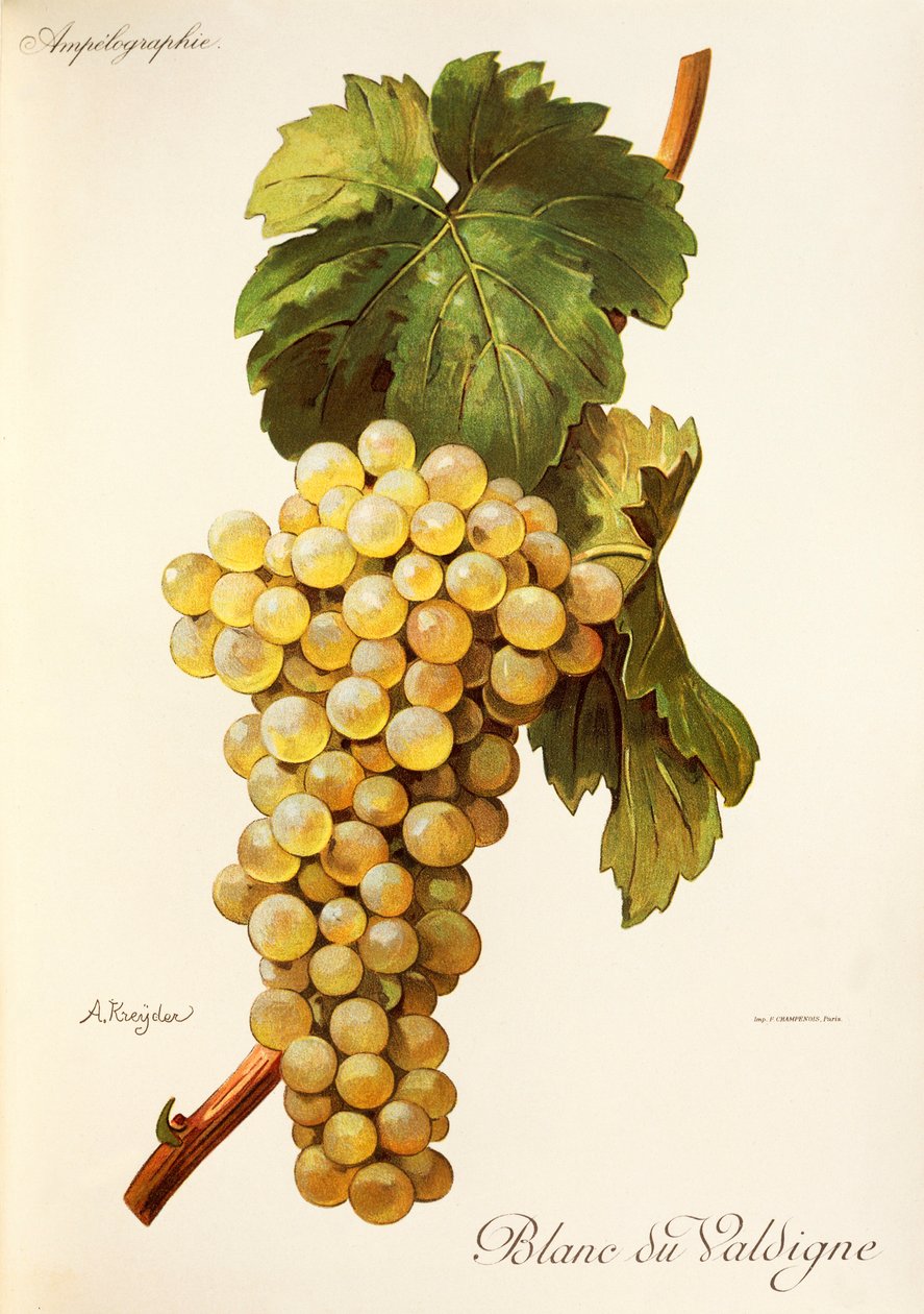 Blanc du Valdigne - Alexis Kreyder