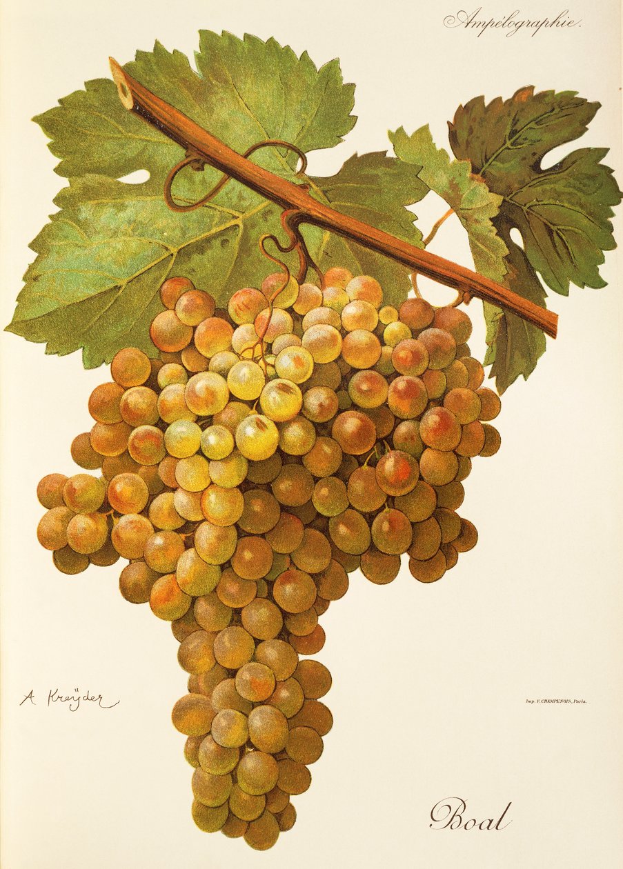 Raisin Boal par A. Kreyder - Alexis Kreyder