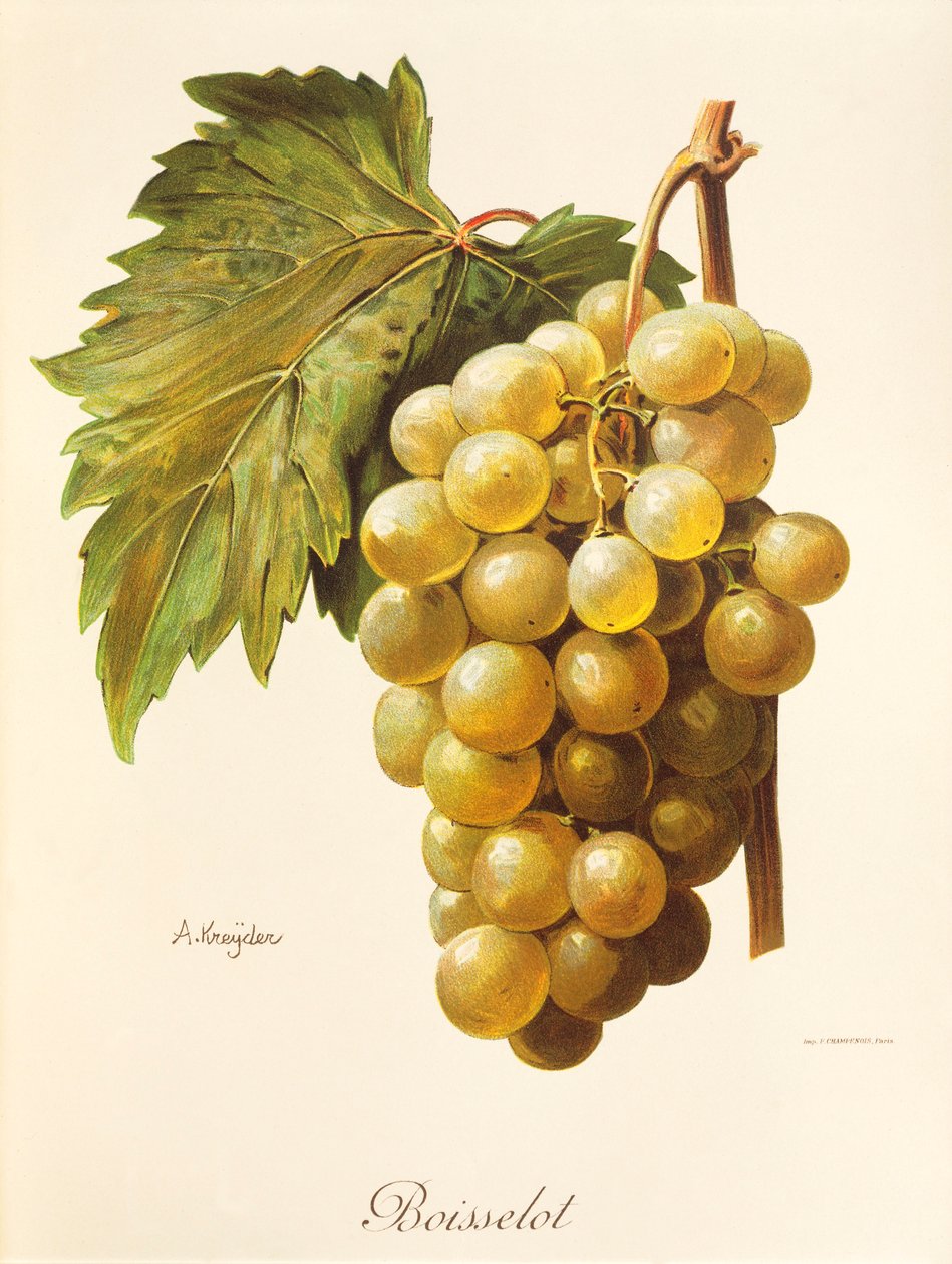 Raisin Boisselot - Alexis Kreyder