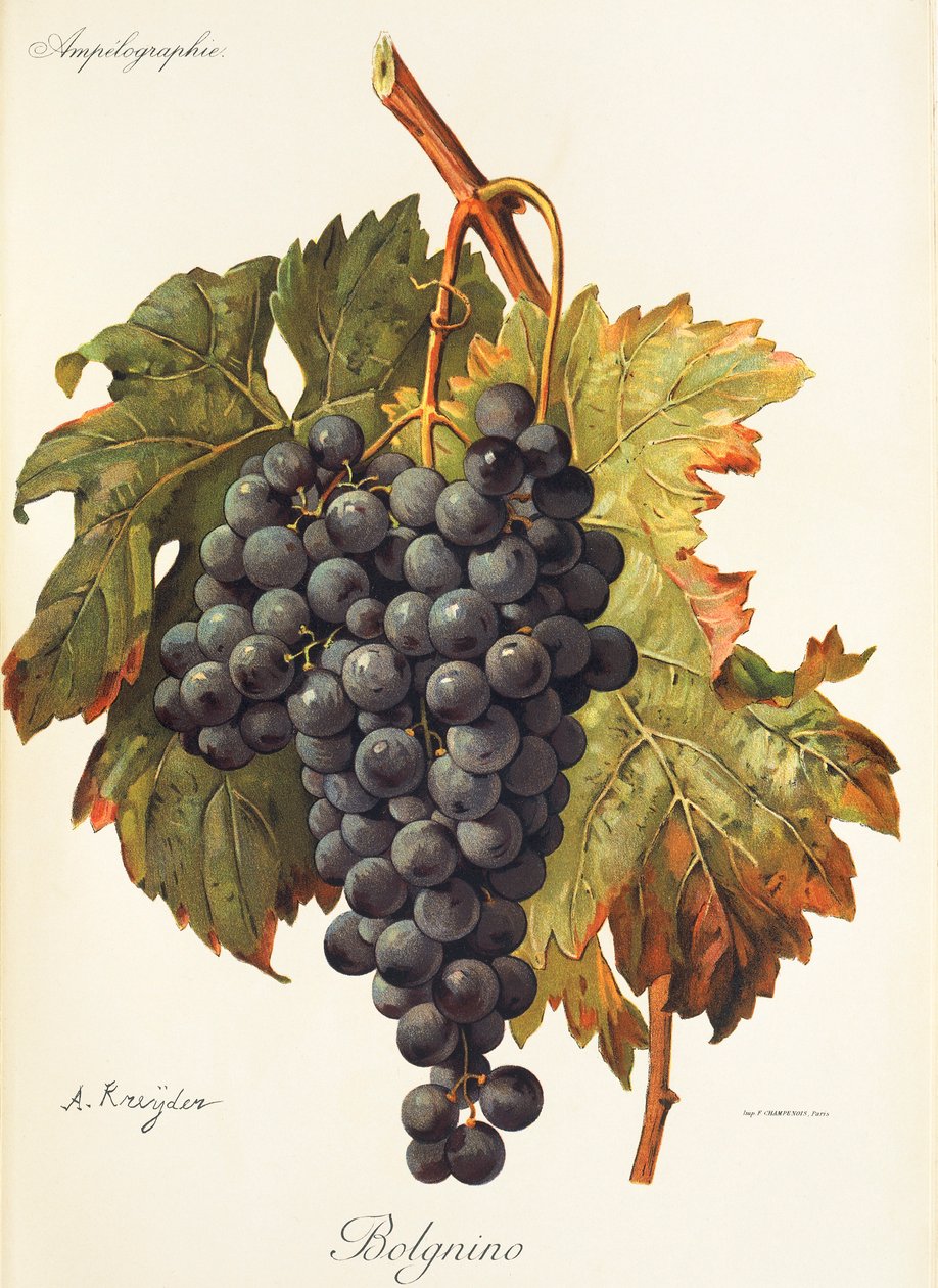 Raisin Bolgnino - Alexis Kreyder