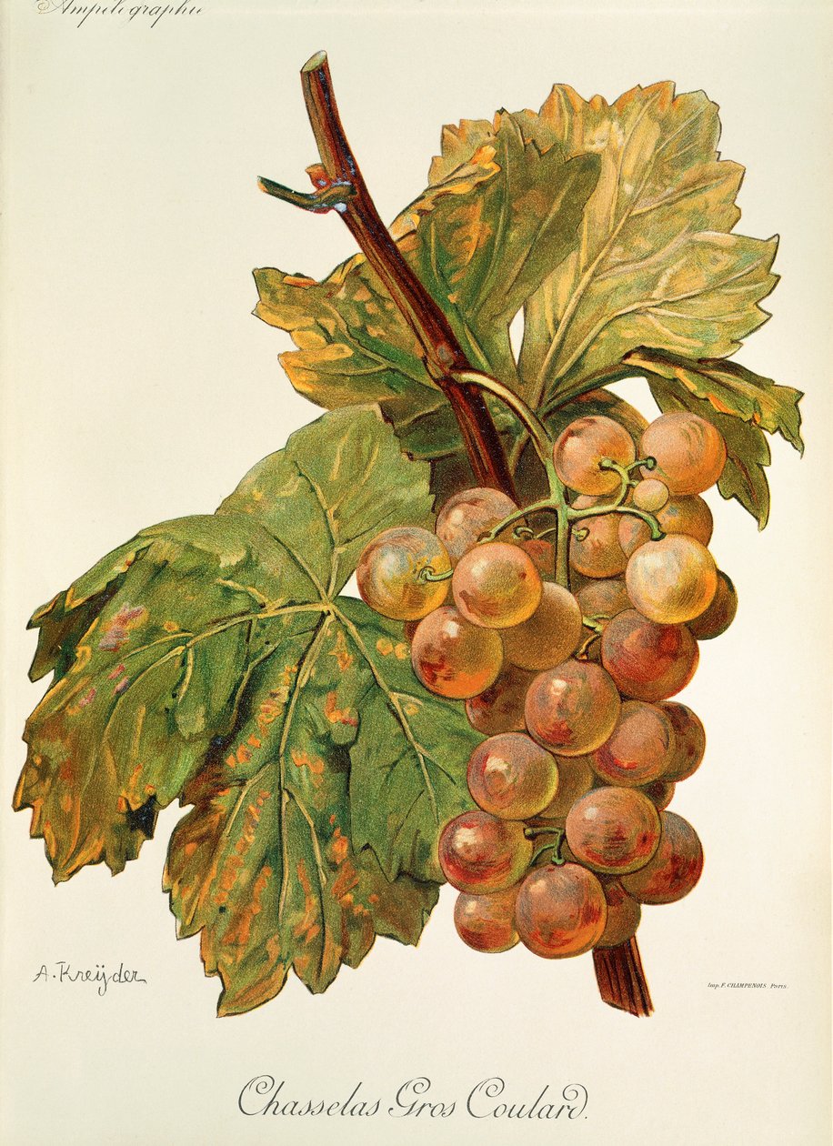 Chasselas Gros Coulard - Alexis Kreyder
