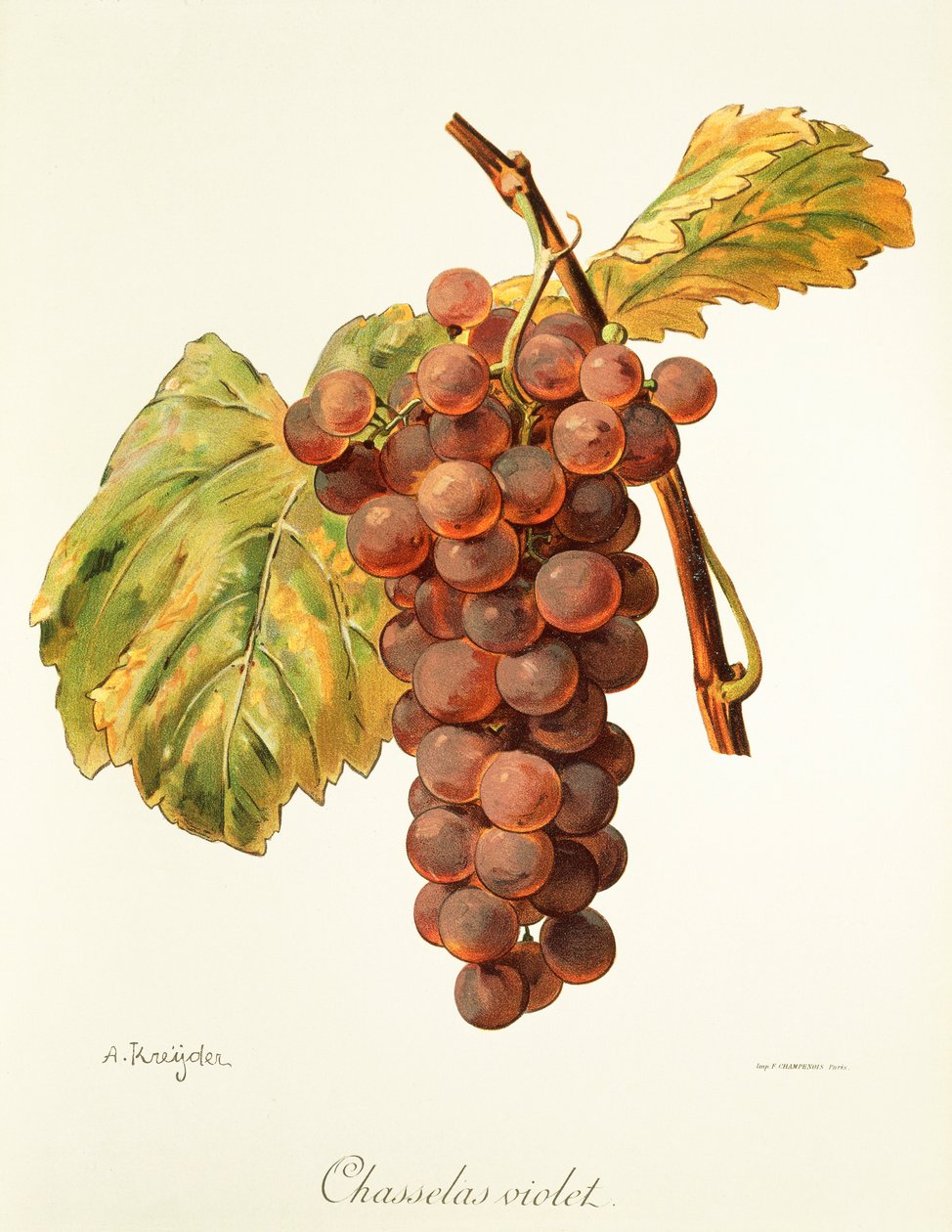 Chasselas Violet - Alexis Kreyder