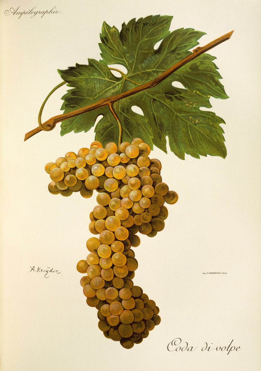 Raisin Coda di Volpe par A. Kreyder - Alexis Kreyder