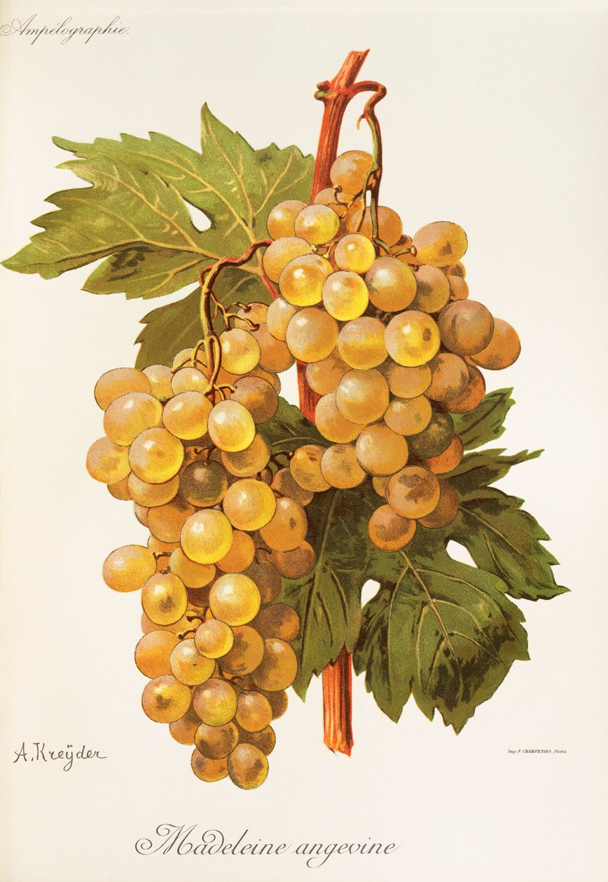 Raisin Madeleine Angevine - Alexis Kreyder