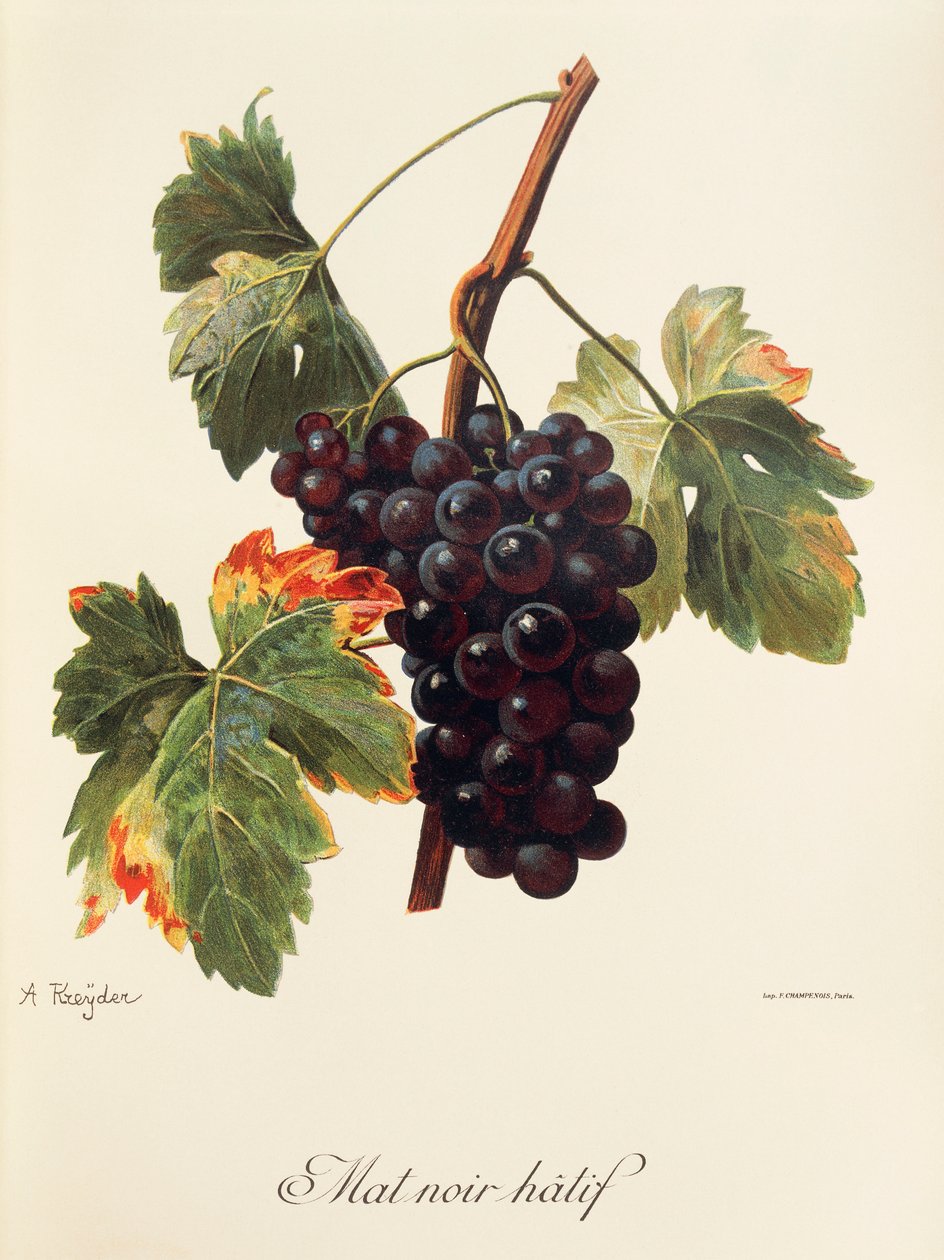 Raisin Mat Noir Hatif - Alexis Kreyder