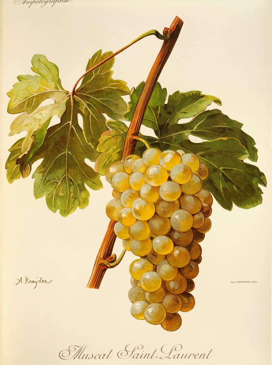 Muscat Saint-Laurent - Alexis Kreyder