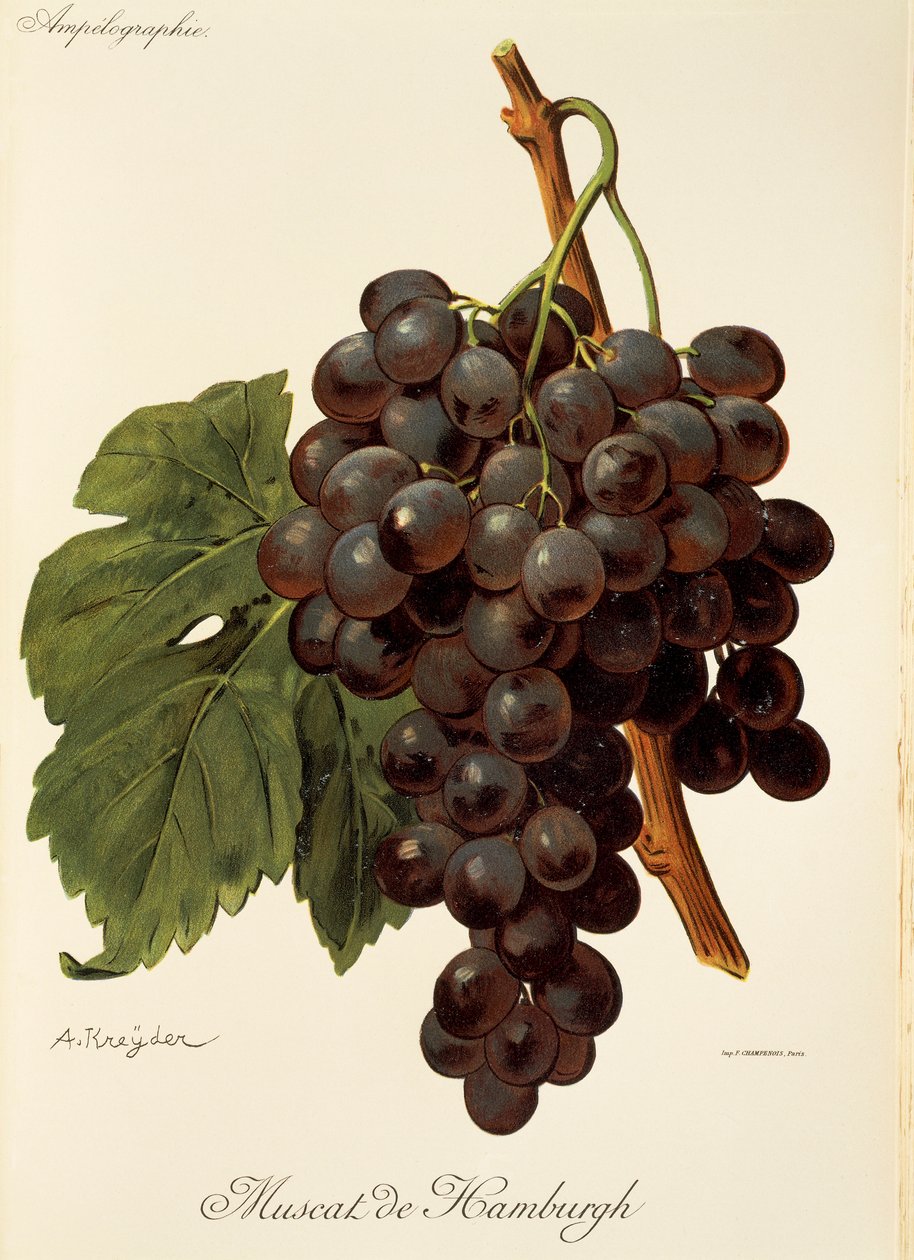 Muscat de Hamburgh - Alexis Kreyder