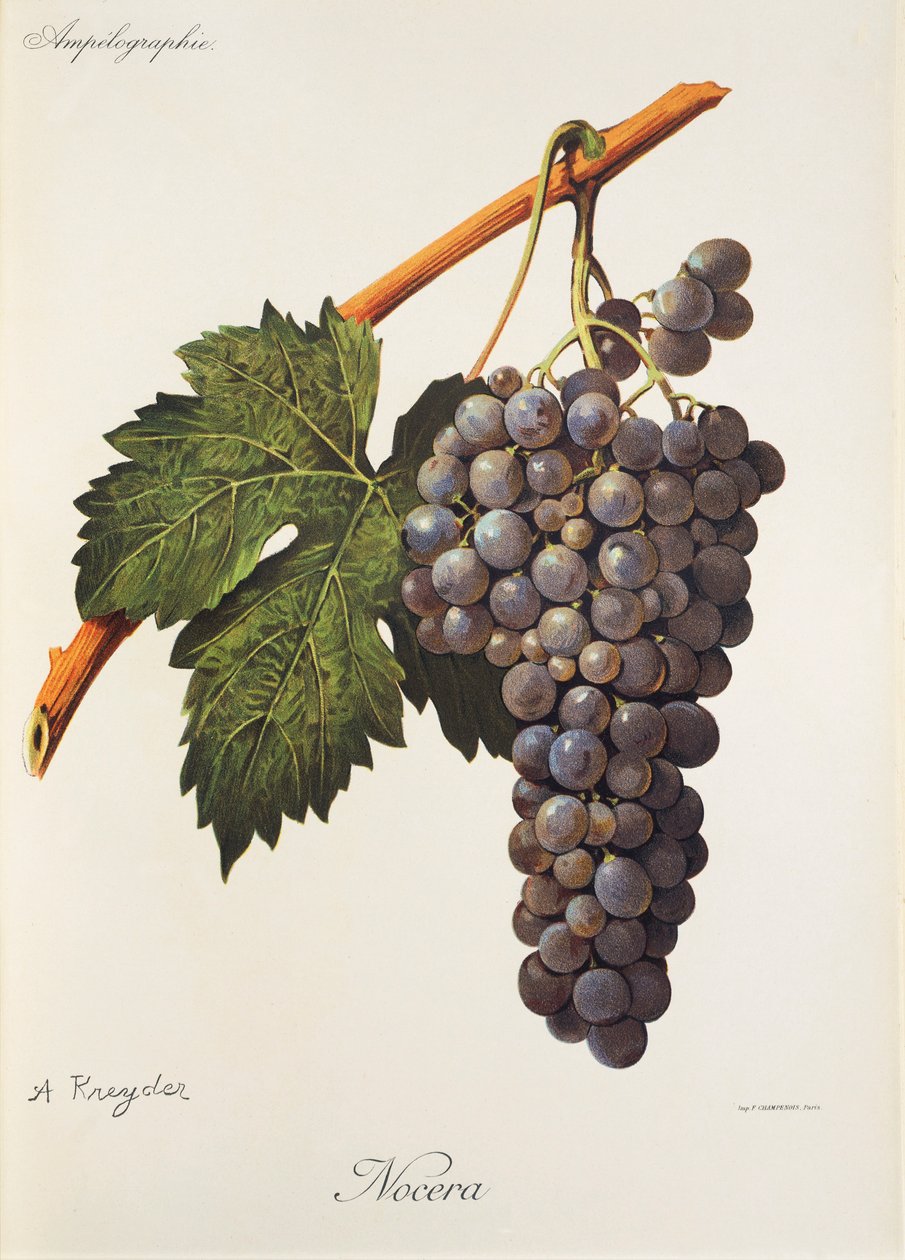 Raisin Nocera - Alexis Kreyder