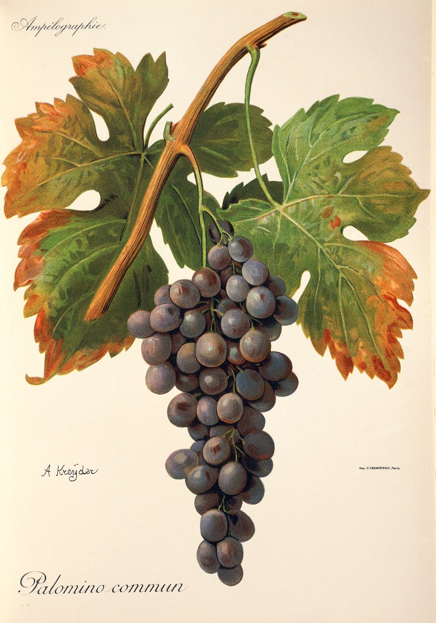 Raisin Palomino Commun par A. Kreyder - Alexis Kreyder