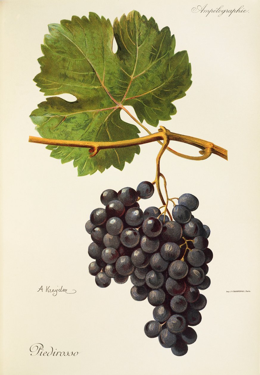 Raisin Piedirosso par A. Kreyder - Alexis Kreyder