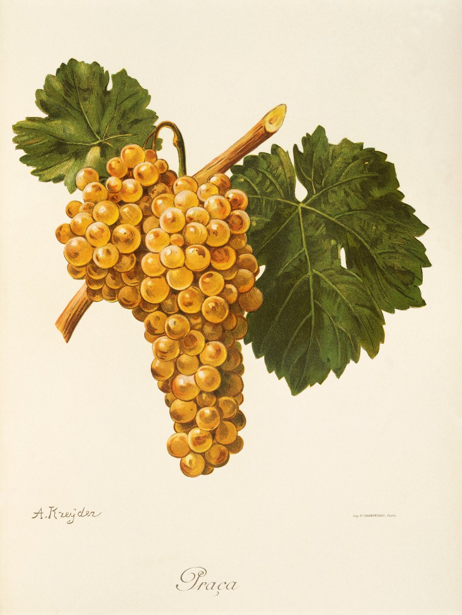 Raisin Praca - Alexis Kreyder
