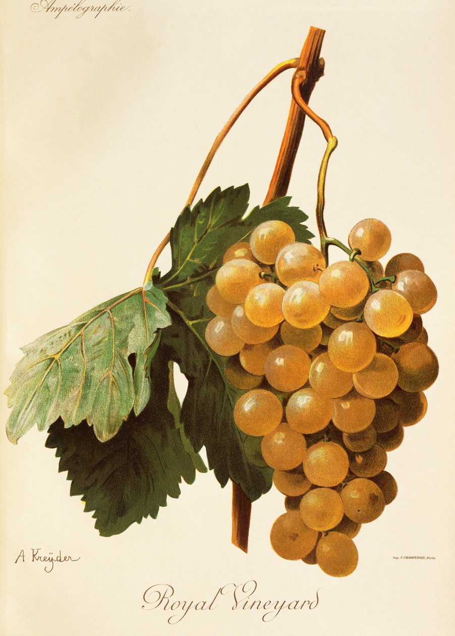Royal Vineyard - Alexis Kreyder