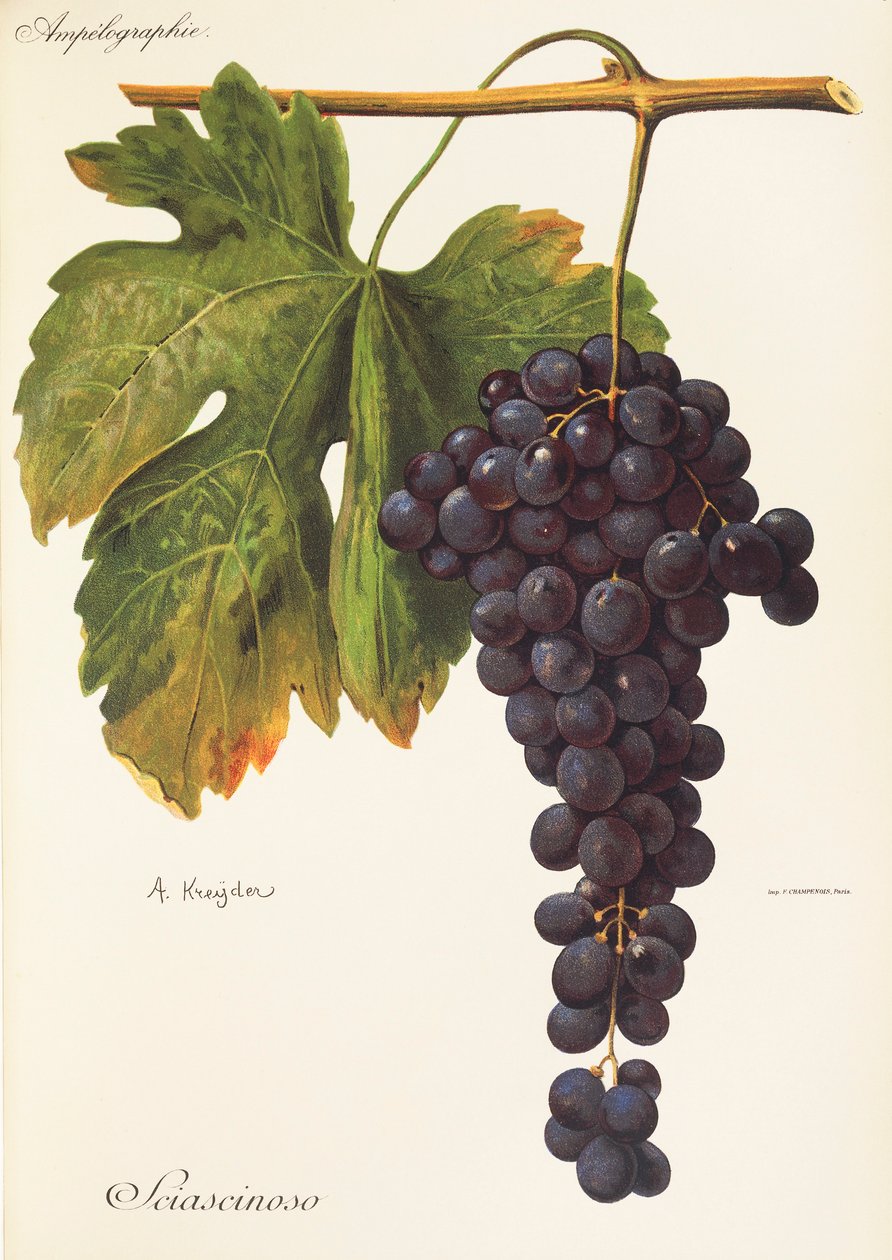Raisin Sciascinoso - Alexis Kreyder