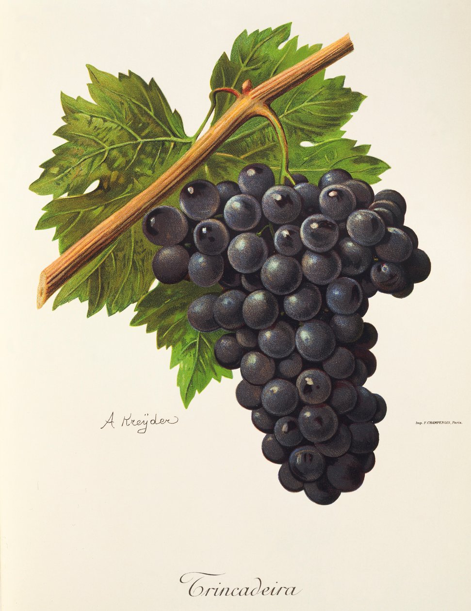 Raisin Trincadeira par A. Kreyder - Alexis Kreyder