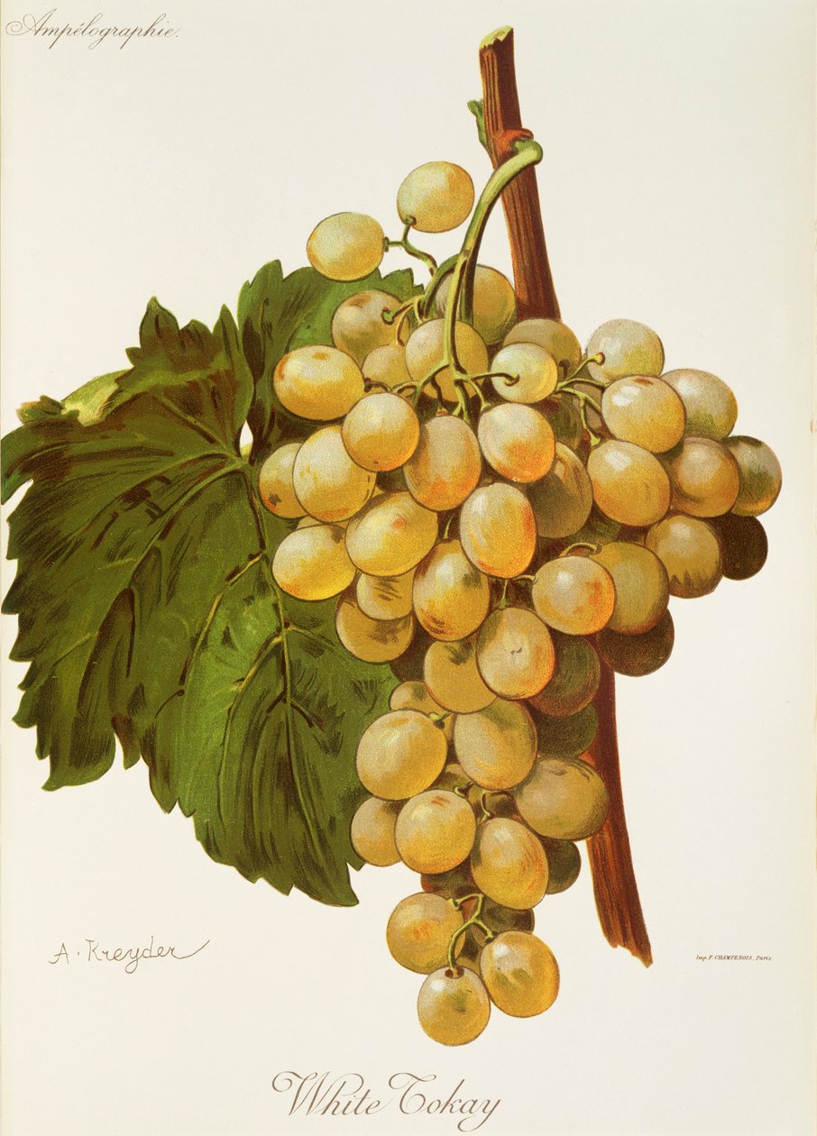 Raisin White Tokay par A. Kreyder - Alexis Kreyder