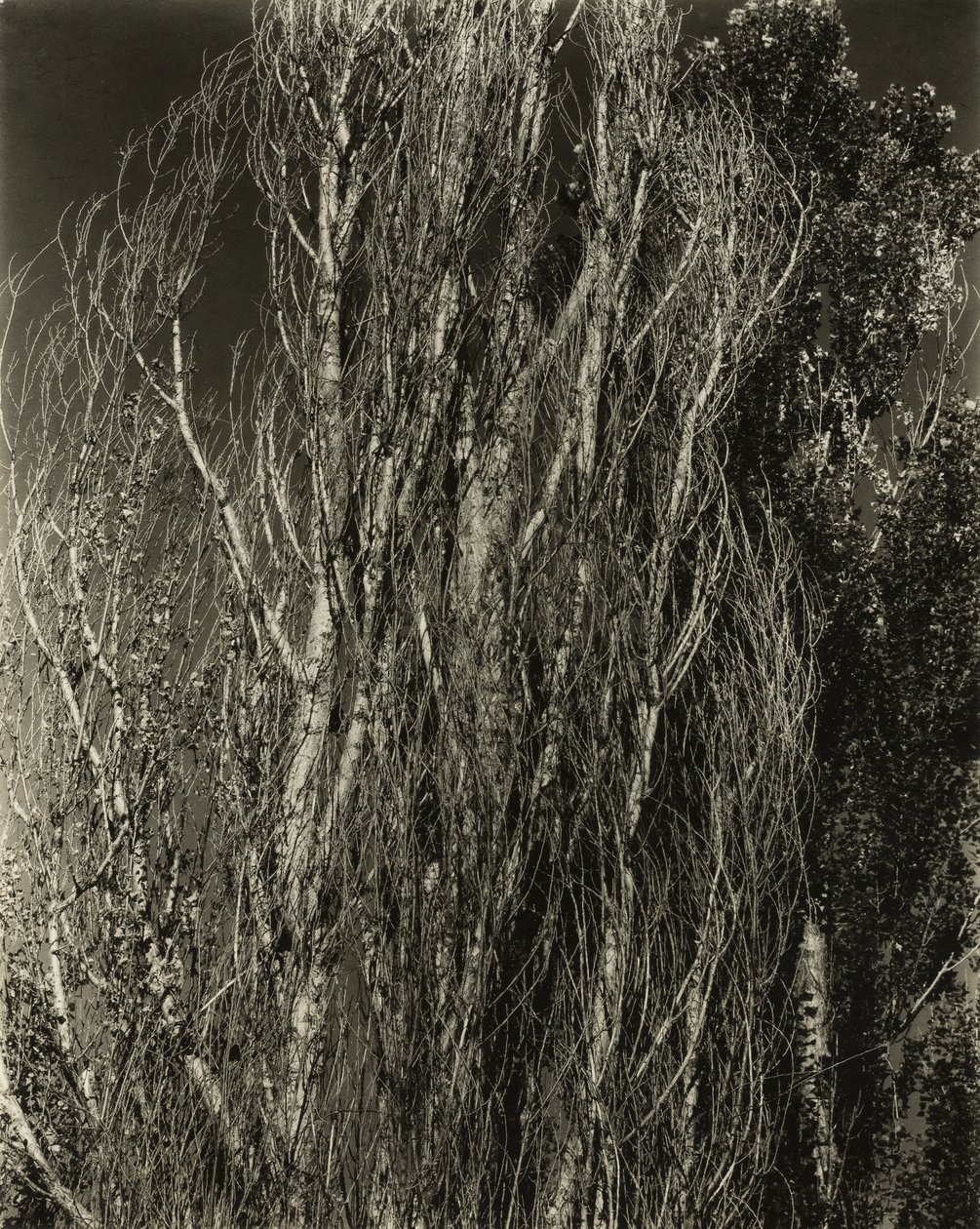 Peupliers - Lac George - Alfred Stieglitz
