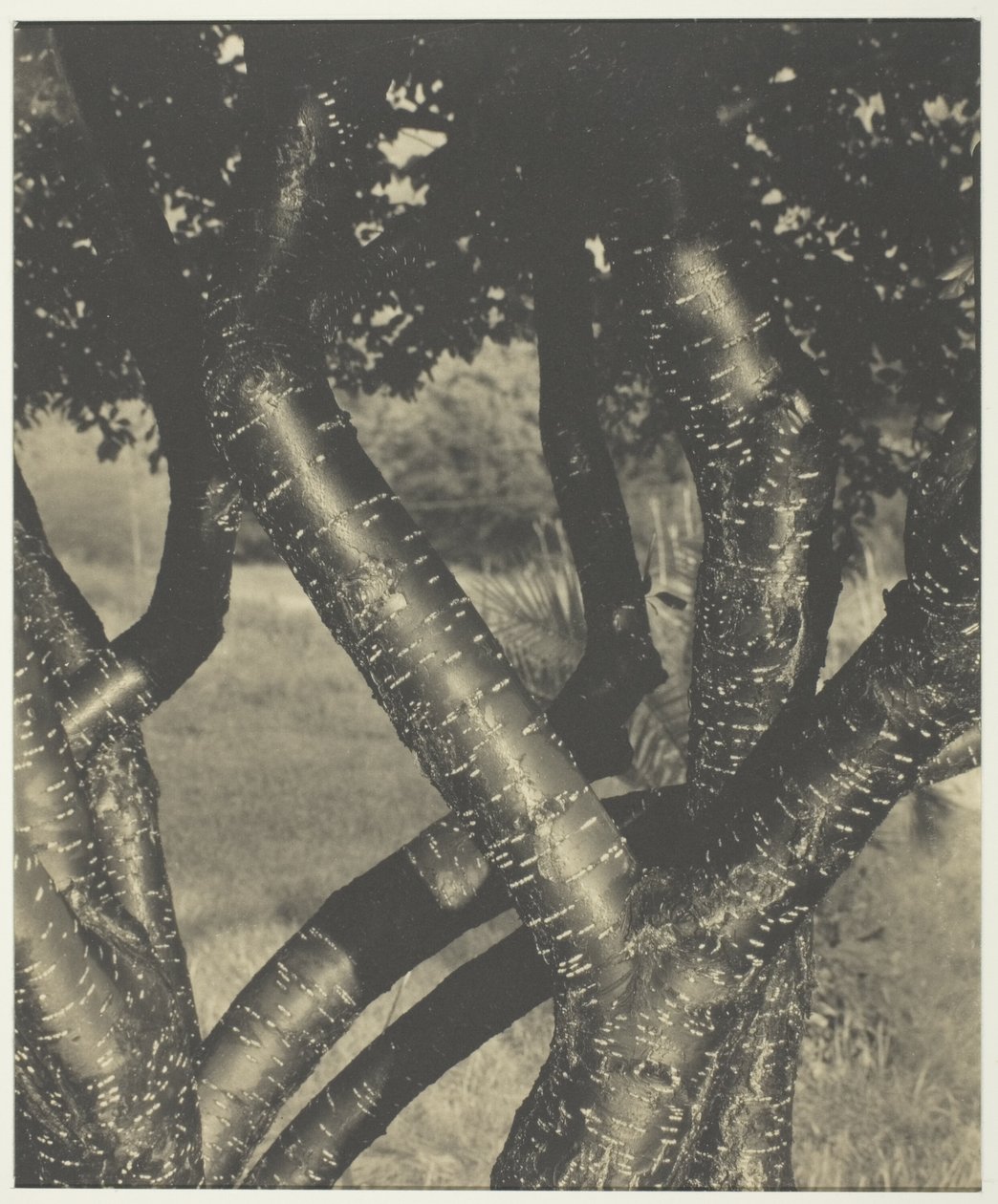 Les arbres dansants - Alfred Stieglitz