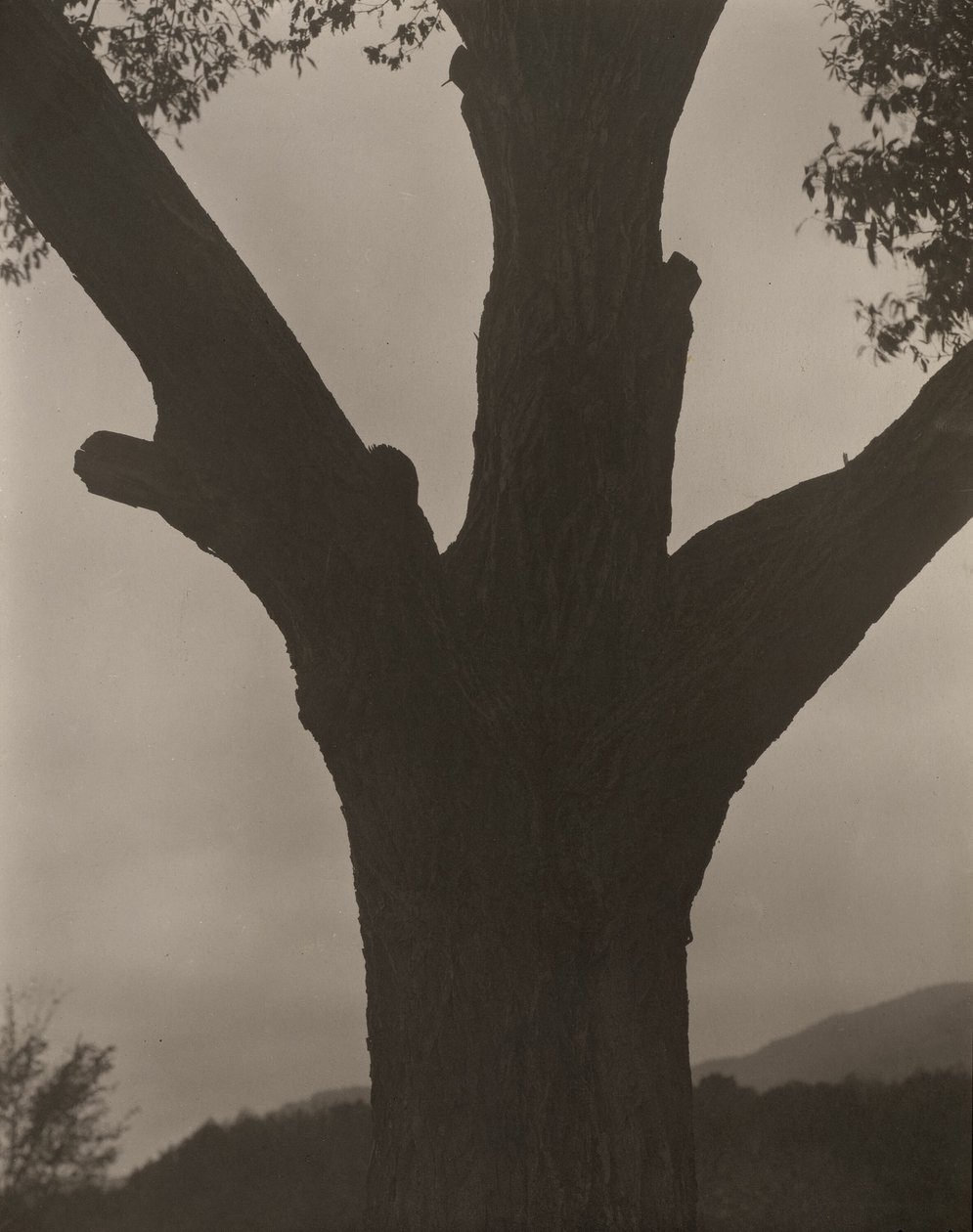 Le châtaignier mourant - Alfred Stieglitz