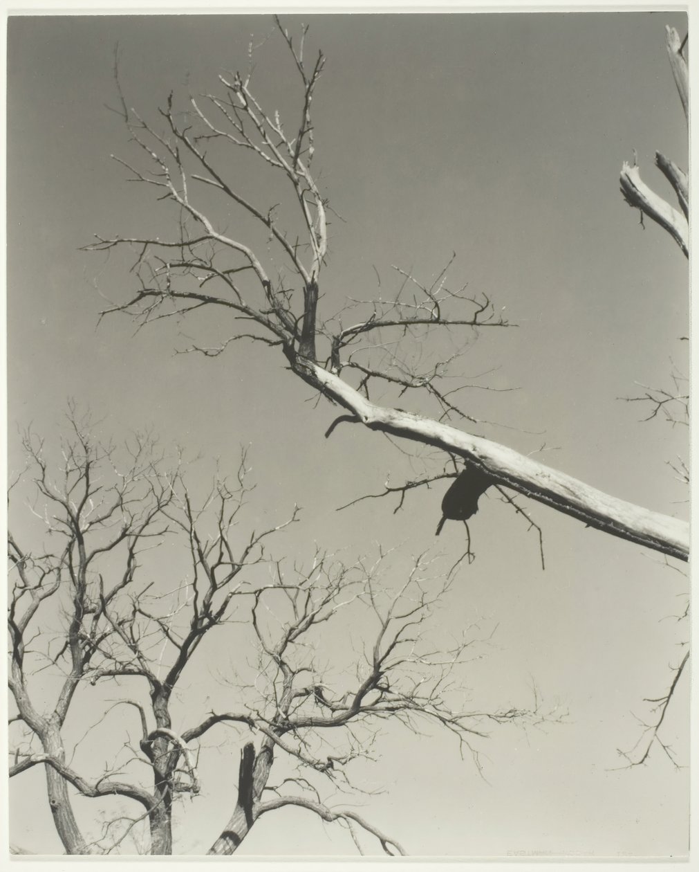 Le châtaignier mourant—Mon professeur, 1927 - Alfred Stieglitz