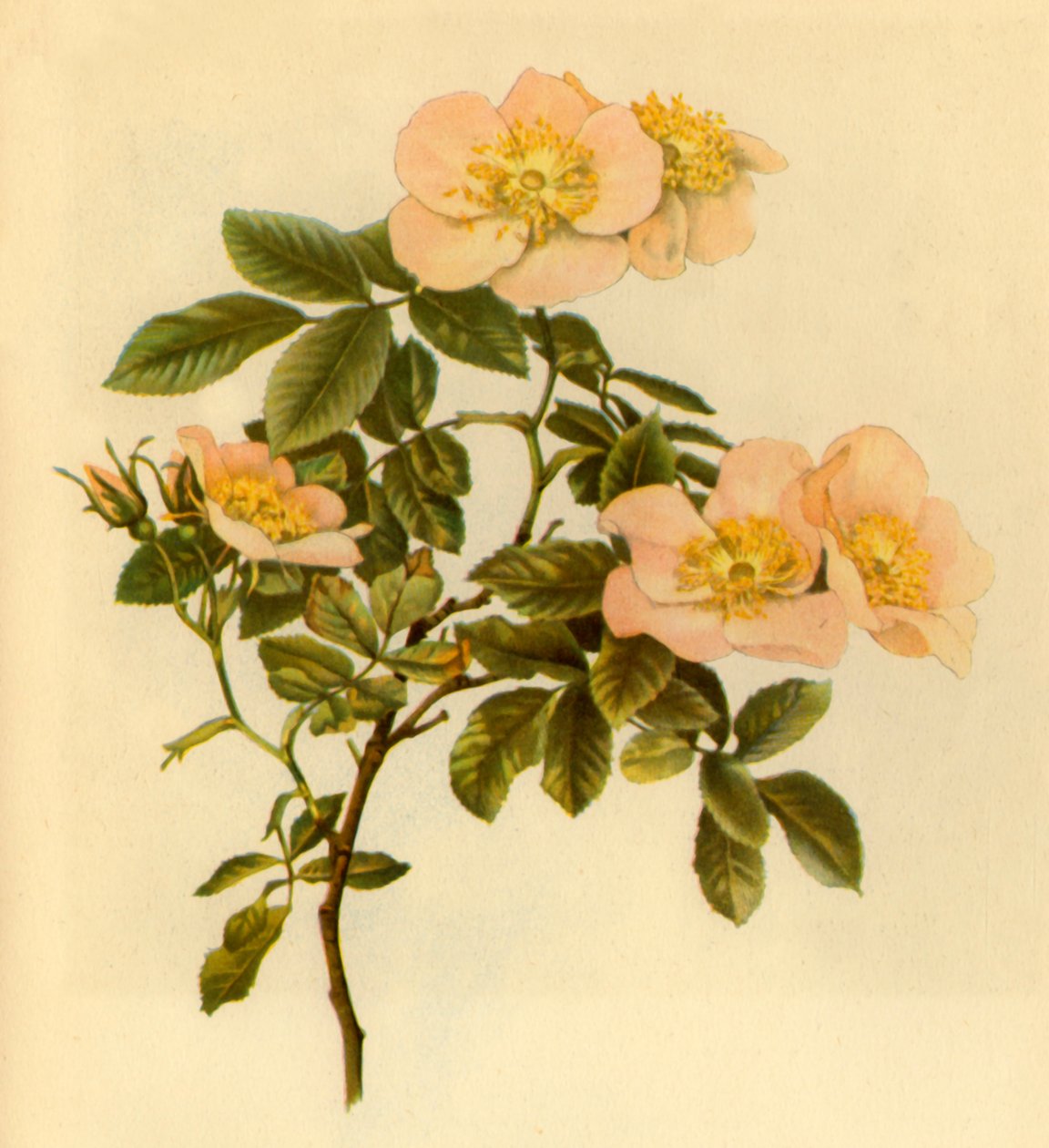 Églantier, vers 1890-1908, 1944 - Alfred William Parsons