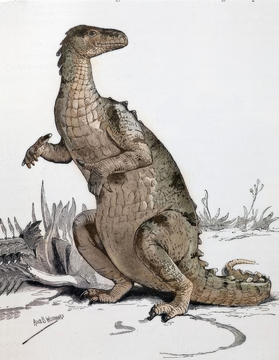 Iguanodon - Alice Bolingbroke Woodward