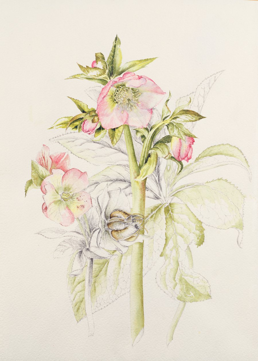 Hellébores - Alison Cooper