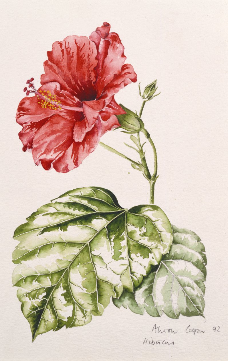 Hibiscus (cramoisi), 1992 - Alison Cooper