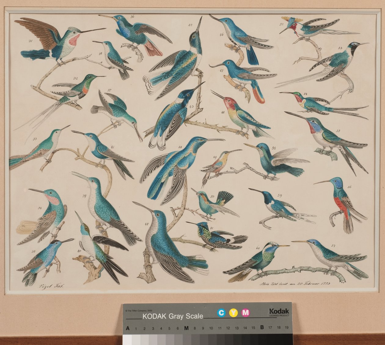 Des colibris - Aloys Zötl