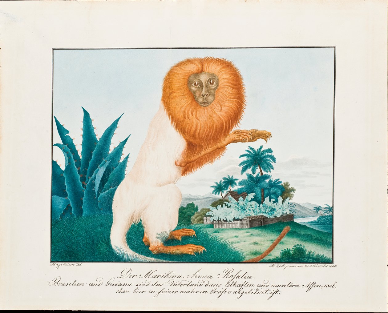 Le Saki blanc, 1835 - Aloys Zötl