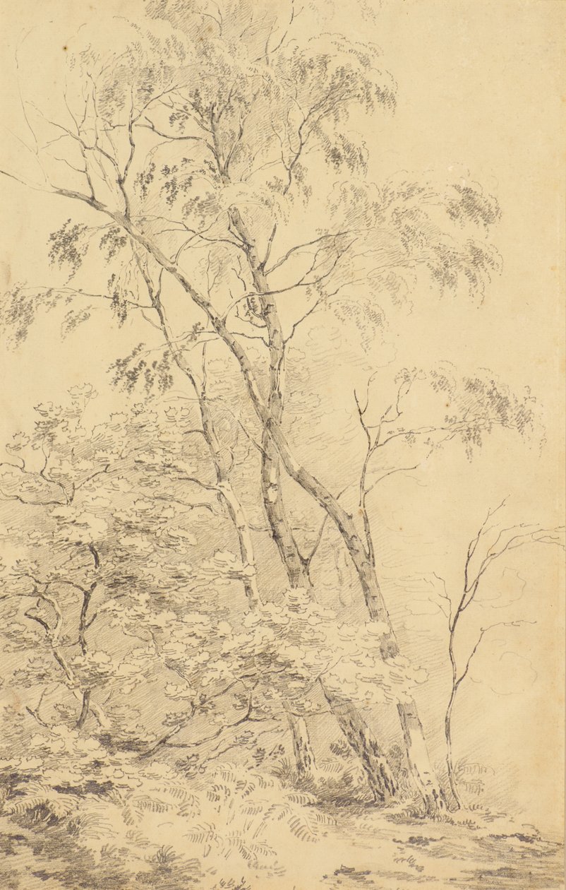 Arbres à Bromley - Amelia Long