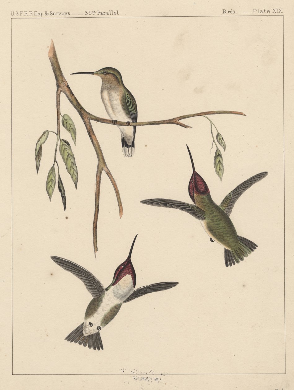 Oiseaux, Planche XIX, 1855 - American School