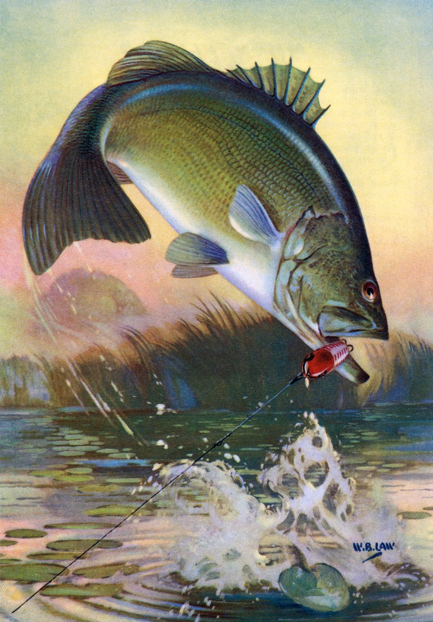 Pêche sportive : achigan à grande bouche bondissant - American School