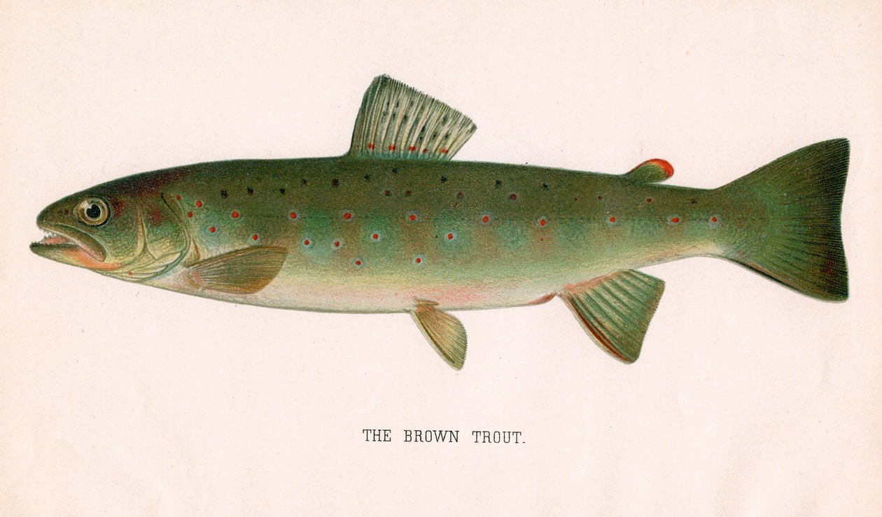 La truite brune - American School